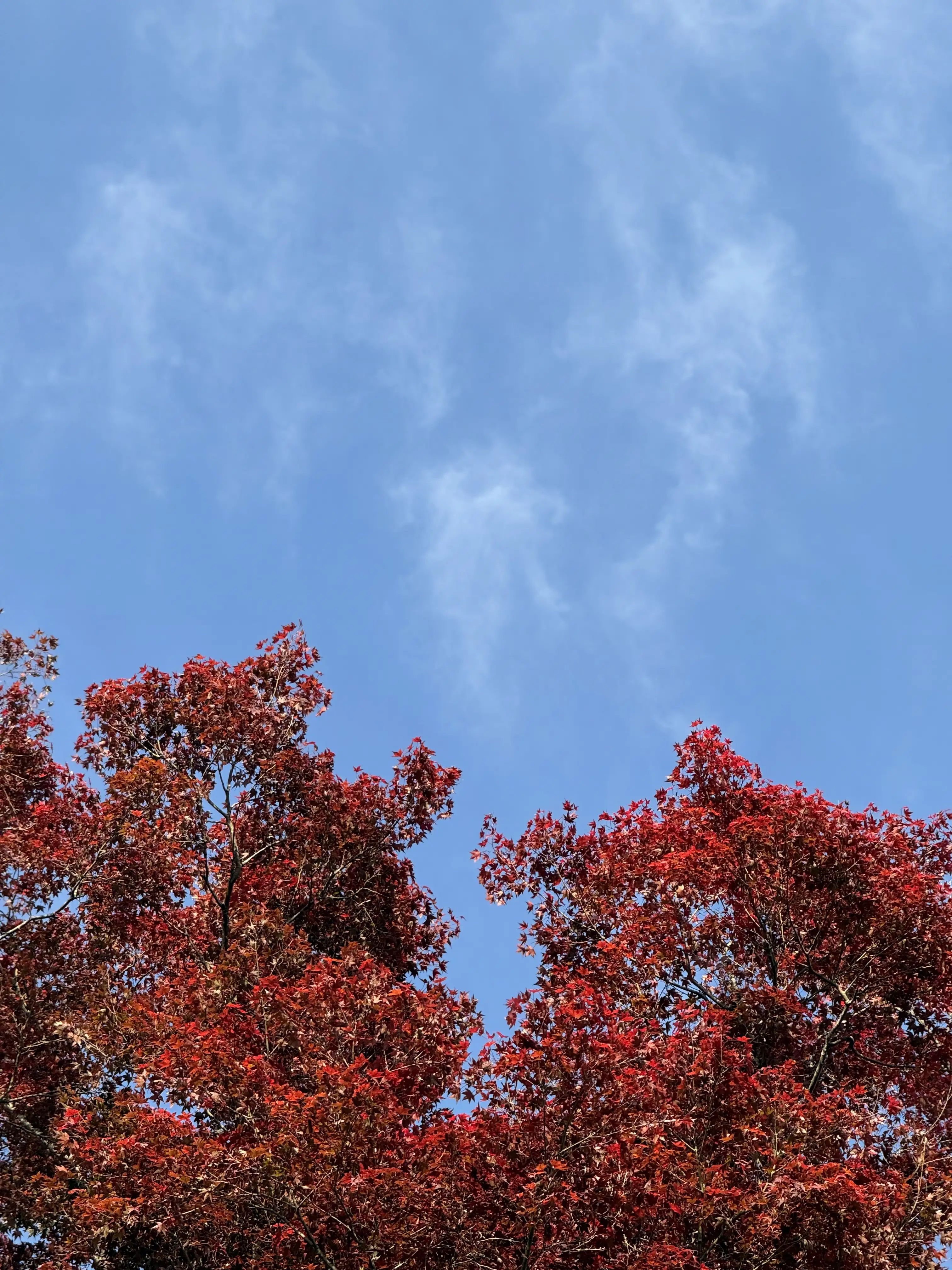 紅葉台からの景色
